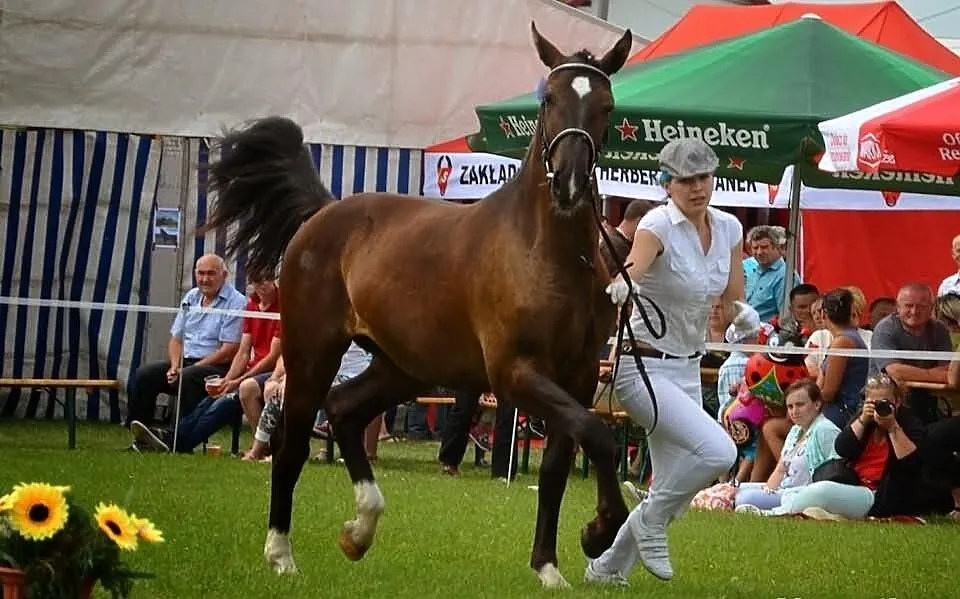Sprzedam 3 Klacze Śląskie