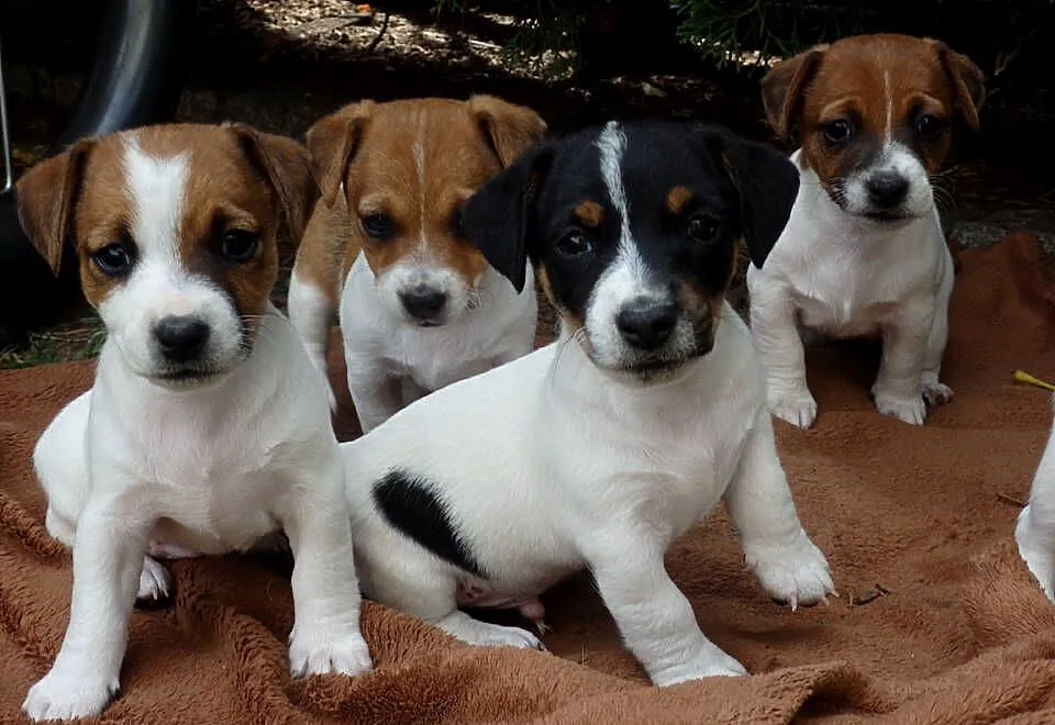JACK RUSSELL TERRIER szczenięta wkrótce odbiór RODZICE FCI/ ZKwP, Łódzkie, Bełchatów