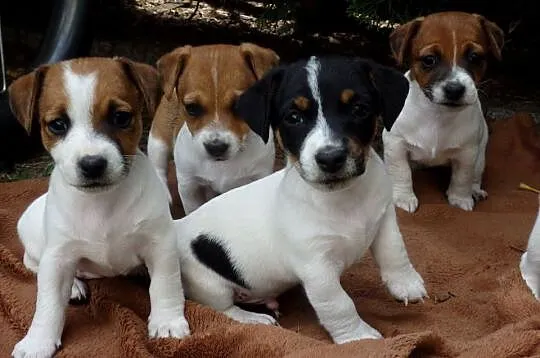 JACK RUSSELL TERRIER szczenięta wkrótce odbiór RODZICE FCI/ ZKwP, Łódzkie, Bełchatów