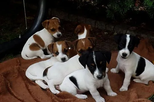 JACK RUSSELL TERRIER szczenięta wkrótce odbiór RODZICE FCI/ ZKwP, Łódzkie, Bełchatów