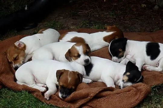JACK RUSSELL TERRIER szczenięta wkrótce odbiór RODZICE FCI/ ZKwP, Łódzkie, Bełchatów