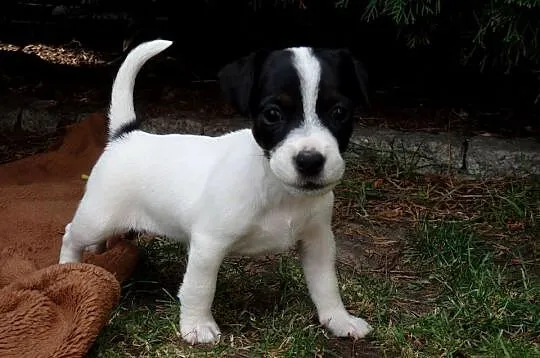 JACK RUSSELL TERRIER szczenięta wkrótce odbiór RODZICE FCI/ ZKwP, Łódzkie, Bełchatów