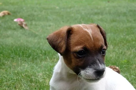 JACK RUSSELL TERRIER szczenięta wkrótce odbiór RODZICE FCI/ ZKwP, Łódzkie, Bełchatów