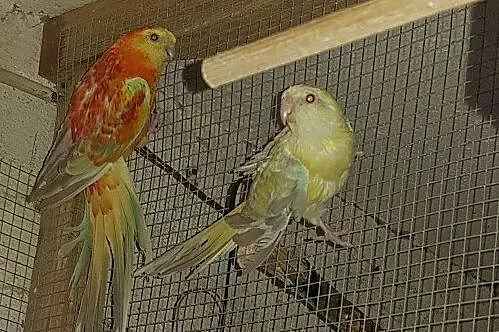 Papugi świergotki para zamiana, Gostyń