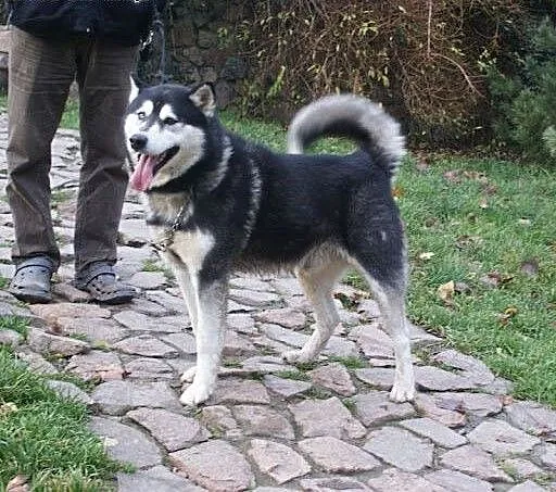 Oczuś piękny, łagodny, młody alaskan mix husky ADO
