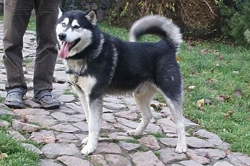 Oczuś piękny, łagodny, młody alaskan mix husky ADOPCJA, Kundelki cała Polska