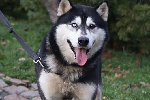 Oczuś piękny, łagodny, młody alaskan mix husky ADO
