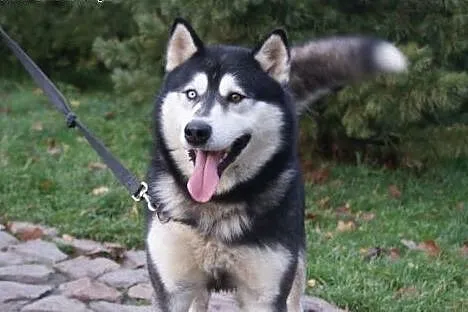 Oczuś piękny, łagodny, młody alaskan mix husky ADO