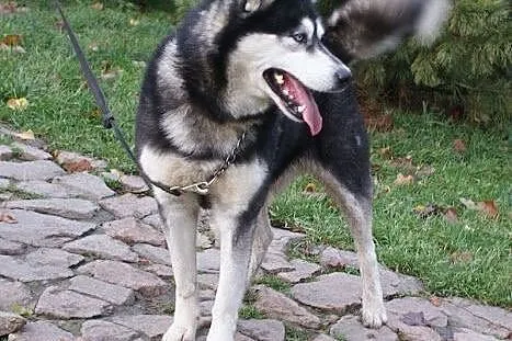 Oczuś piękny, łagodny, młody alaskan mix husky ADO