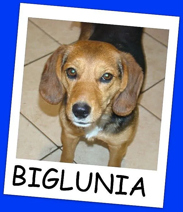 BIGLUNIA roczna suczka,waga 12kg,bardzo przyjazna