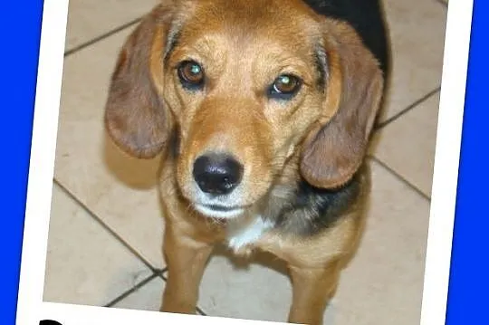 BIGLUNIA roczna suczka,waga 12kg,bardzo przyjazna i towarzyska_Adopcja