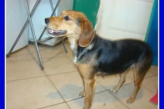 BIGLUNIA roczna suczka,waga 12kg,bardzo przyjazna 