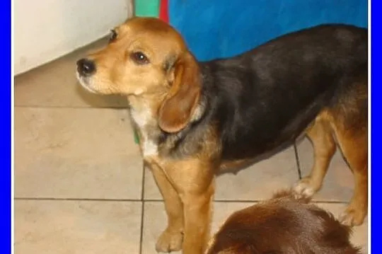 BIGLUNIA roczna suczka,waga 12kg,bardzo przyjazna 