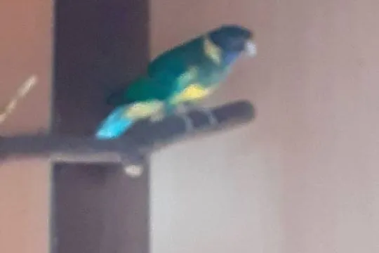 Barabanda papugi