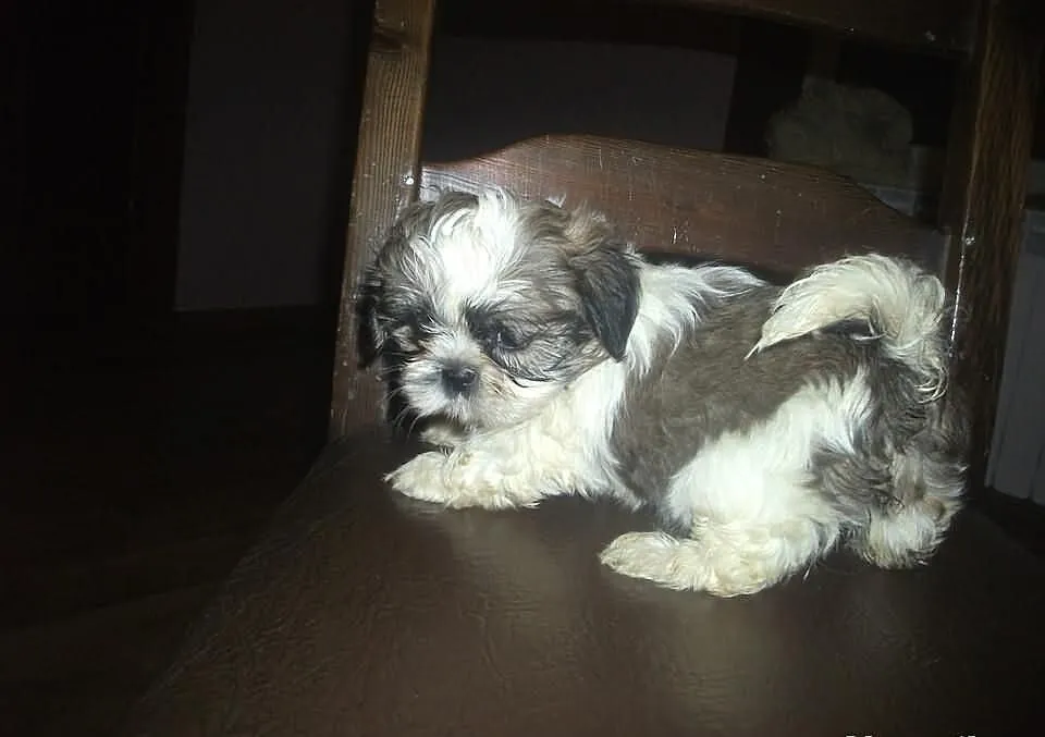 Shih -Tzu == OSTATNI PIESEK