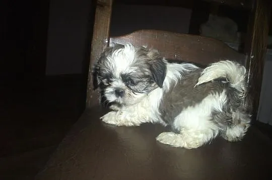 Shih -Tzu == OSTATNI PIESEK