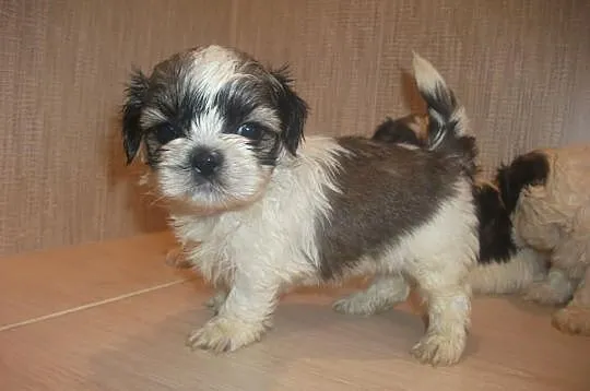 Shih -Tzu == OSTATNI PIESEK