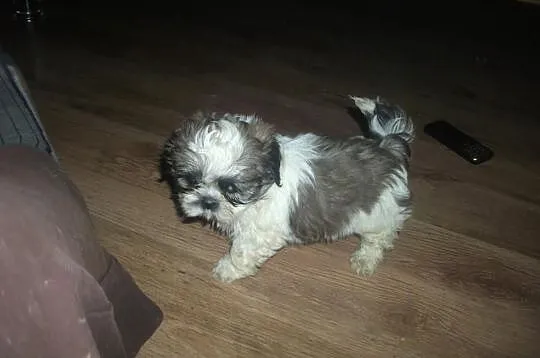 Shih -Tzu == OSTATNI PIESEK