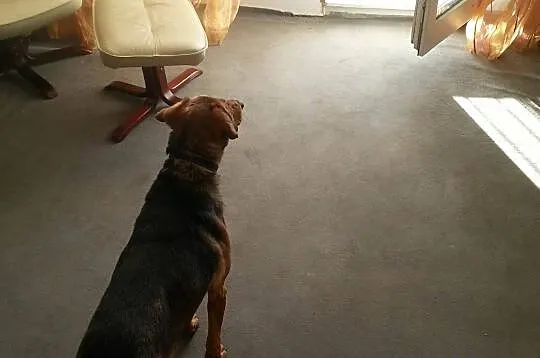 Rudy – spokojny psiak po przejściach szuka domu