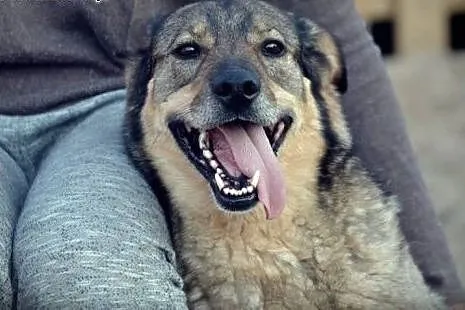 5 letni TOBI szuka domku, takiego na zawsze