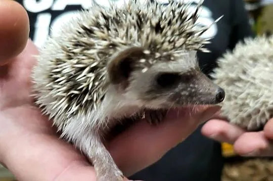 Jeż Pigmejski Afrykański Samica - Sklep Zoologiczny, Śląskie, Katowice