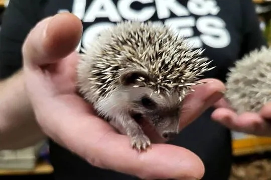 Jeż Pigmejski Afrykański Samica - Sklep Zoologiczny, Śląskie, Katowice