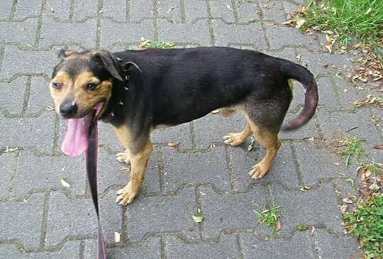 Chudy szuka domu