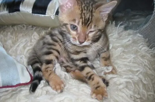 Bengalski kot- nowa miłość potrzebna niebawem