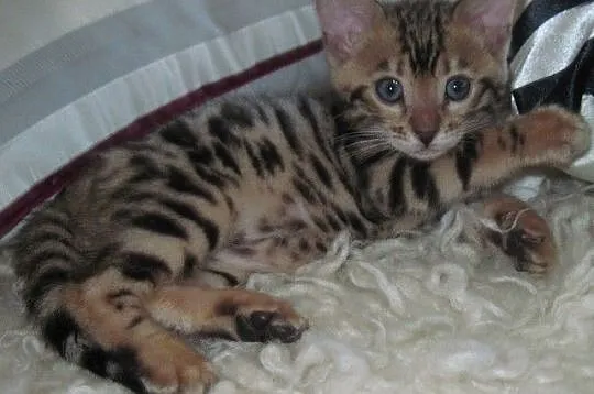 Bengalski kot- nowa miłość potrzebna niebawem
