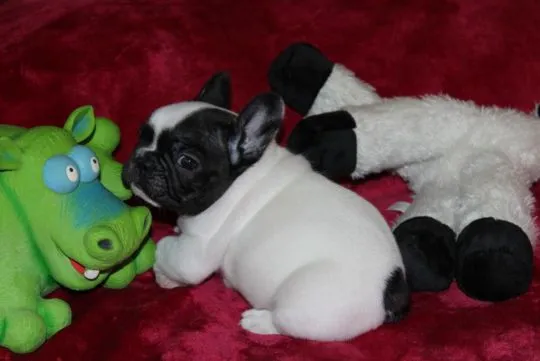 Buldog Francuski -Blue Pieski.. email : {{sandrakokoszka448@gmail.com}}, , Goreń Nowy