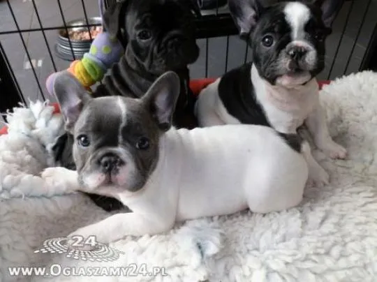 Buldog Francuski -Blue Pieski.. email : {{sandrakokoszka448@gmail.com}}, , Goreń Nowy