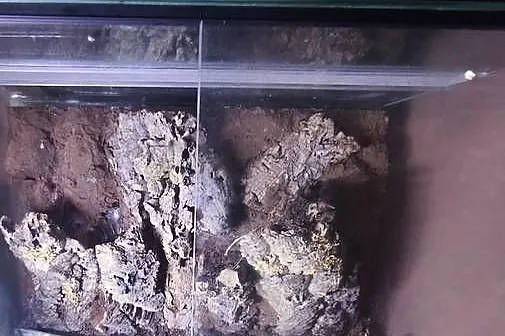 Terrarium/Paludarium  z  odgrodzoną częścią wodną, Kujawsko-pomorskie, Bartniczka