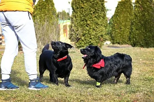 Cudna, młoda *FIONA* - kocha ruch, zabawę i człowi, Warszawa