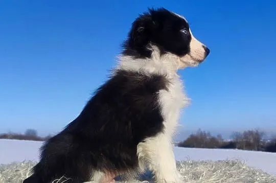 Rasowy BORDER COLLIE z prof. Hodowli, Pies z pełną dok.