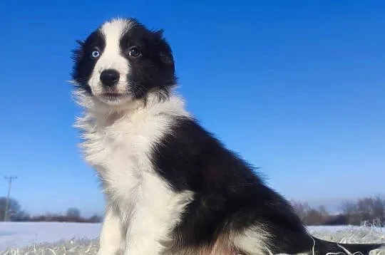 Rasowy BORDER COLLIE z prof. Hodowli, Pies z pełną dok., Podkarpackie, Iwonicz