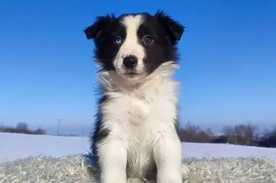 Rasowy BORDER COLLIE z prof. Hodowli, Pies z pełną dok., Podkarpackie, Iwonicz