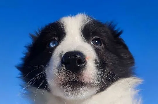 Rasowy BORDER COLLIE z prof. Hodowli, Pies z pełną dok., Podkarpackie, Iwonicz
