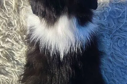 Rasowy BORDER COLLIE z prof. Hodowli, Pies z pełną dok., Podkarpackie, Iwonicz