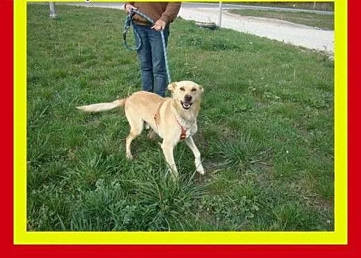 20kg,młody,aktywny,wesoły,przyjazny,łagodny,pies C