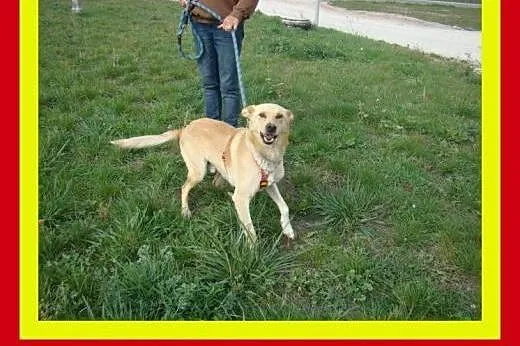 20kg,młody,aktywny,wesoły,przyjazny,łagodny,pies C