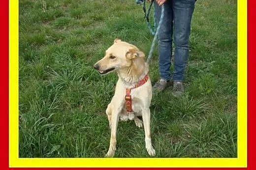 20kg,młody,aktywny,wesoły,przyjazny,łagodny,pies C