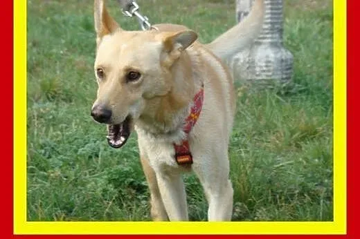 20kg,młody,aktywny,wesoły,przyjazny,łagodny,pies C
