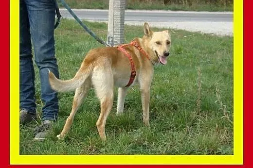20kg,młody,aktywny,wesoły,przyjazny,łagodny,pies C