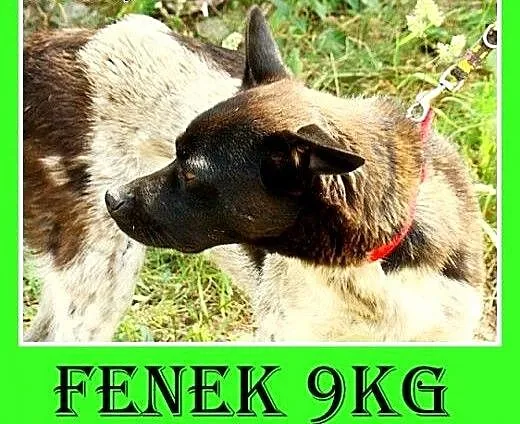 10kg,grzeczny,łagodny,cichy,spokojny piesek FENEK.