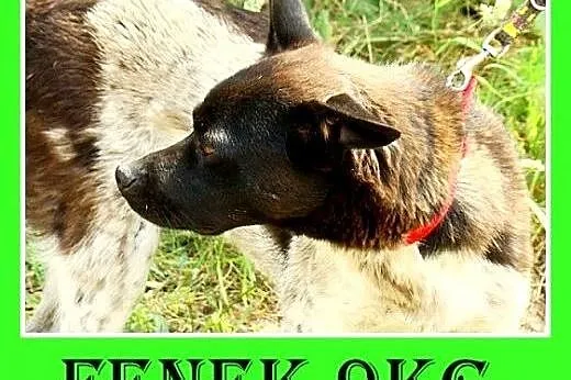 10kg,grzeczny,łagodny,cichy,spokojny piesek FENEK.
