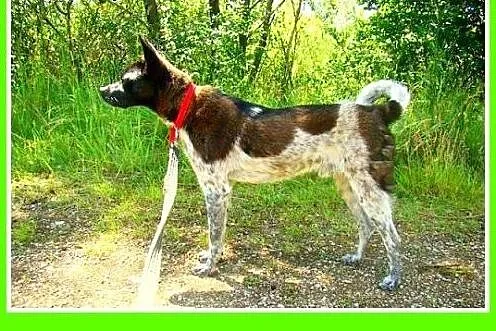 10kg,grzeczny,łagodny,cichy,spokojny piesek FENEK.