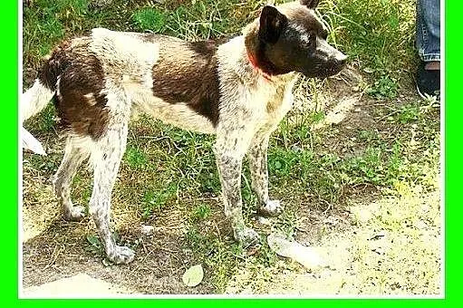 10kg,grzeczny,łagodny,cichy,spokojny piesek FENEK.