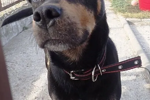 Nero, pies który widzi uszami i nosem, szuka opiek