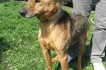 Dino - łagodny pies do adopcji - zabierz go ze schroniska,  dolnośląskie Wrocław