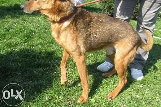 Dino - łagodny pies do adopcji - zabierz go ze sch